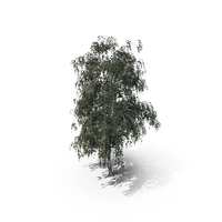 Birch Summer Tree PNG & PSD Images