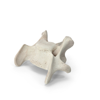 Bear Ursus Cervical Vertebrae C6 PNG & PSD Images
