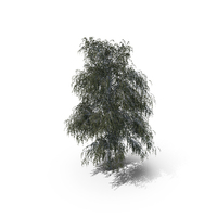 Birch Summer Tree PNG & PSD Images