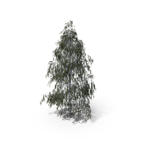 Birch Summer Tree PNG & PSD Images