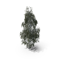 Birch Summer Tree PNG & PSD Images