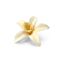 Vanila Flower PNG & PSD Images
