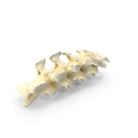 South American Coati Nasua Tail Bones Caudal Vertebrae Cd1 PNG & PSD Images