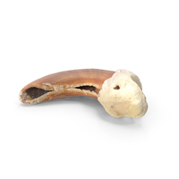 Domestic Dog Nail Bone PNG & PSD Images