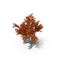 Maple Autumn Tree PNG & PSD Images