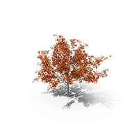 Maple Autumn Tree PNG & PSD Images
