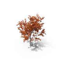 Maple Autumn Tree PNG & PSD Images