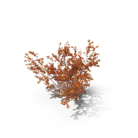 Maple Autumn Tree PNG & PSD Images