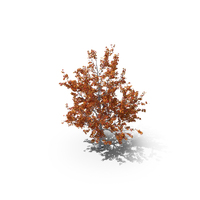 Maple Autumn Tree PNG & PSD Images