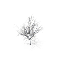Maple Dry Tree PNG & PSD Images