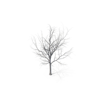 Maple Dry Tree PNG & PSD Images
