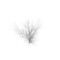 Maple Dry Tree PNG & PSD Images