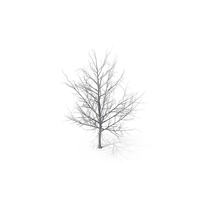 Maple Dry Tree PNG & PSD Images
