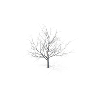 Maple Dry Tree PNG & PSD Images