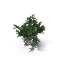 Maple Summer Tree PNG & PSD Images