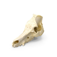 Domestic Pig Sus Domesticus Skull PNG & PSD Images