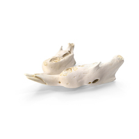 Crested Porcupine Hystrix Cristata Jaw PNG & PSD Images