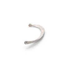 Bear Ursus Rib T3 PNG & PSD Images