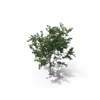 Maple Summer Tree PNG & PSD Images