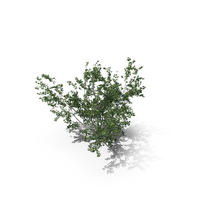 Maple Summer Tree PNG & PSD Images