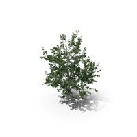 Maple Summer Tree PNG & PSD Images