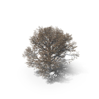 Oak Autumn Tree PNG & PSD Images