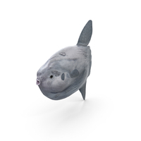 Ocean Sunfish PNG & PSD Images