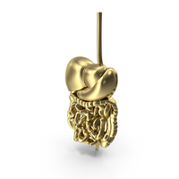 Digestive System Gold PNG & PSD Images