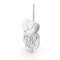 White Digestive System PNG & PSD Images