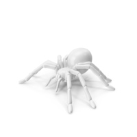 White Spider PNG & PSD Images