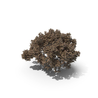 Oak Autumn Tree PNG & PSD Images