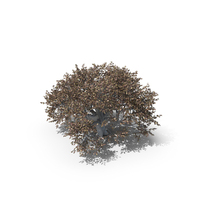 Oak Autumn Tree PNG & PSD Images