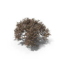 Oak Autumn Tree PNG & PSD Images