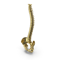 Spinal Cord Gold PNG & PSD Images
