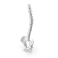 Spinal Cord White PNG & PSD Images