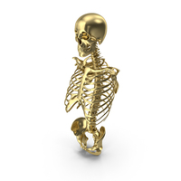 Torso Skeleton Gold PNG & PSD Images