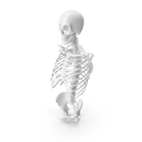 White Skeleton Torso PNG & PSD Images