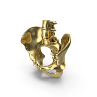 Male Pelvis Gold PNG & PSD Images
