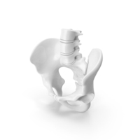 Male Pelvis White PNG & PSD Images
