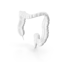 Large Intestine White PNG & PSD Images