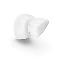 Liver White PNG & PSD Images