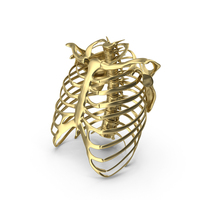 Rib Cage Gold PNG & PSD Images