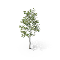 Tree Magnolia Liliiflora PNG & PSD Images