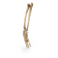 Hand Skeleton PNG & PSD Images
