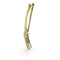 Hand Skeleton Gold PNG & PSD Images