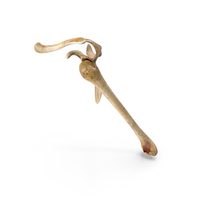 Hand Skeleton Shoulder Girdle PNG & PSD Images