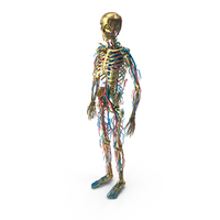 Skeleton And Circulatory System Gold PNG & PSD Images