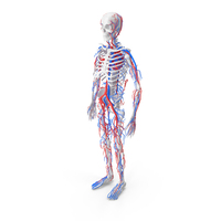 Skeleton And Circulatory System White PNG & PSD Images
