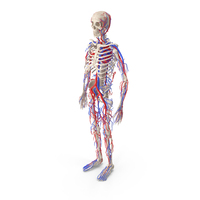 Skeleton And Circulatory System PNG & PSD Images