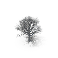 Oak Dry Tree PNG & PSD Images